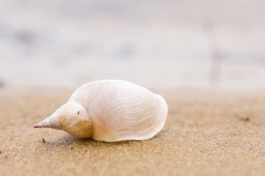 Yalnız beyaz kabuk bir kum plajı üzerinde. Yakın çekim.