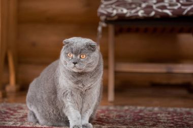 Bir ev bir verandada oturup ve bir yere bakarak ciddi ve dalgın mavi İskoç Fold kedi