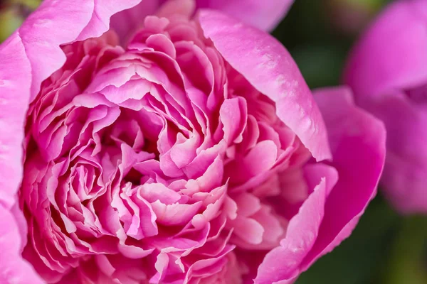 One big rose peony flower macro close up.