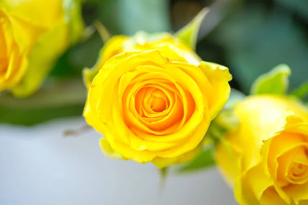 Rosas amarillas frescas, fondo brillante flor, primer plano —  Fotos de Stock