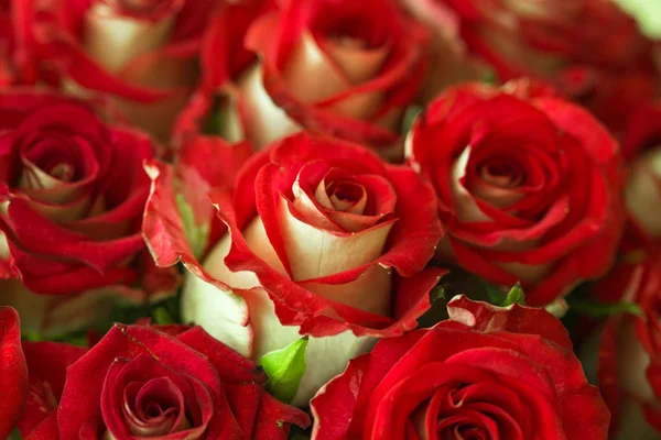 Ramo de rosas frescas, flores de fondo brillante, primer plano —  Fotos de Stock