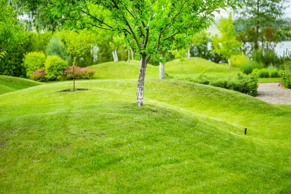 Jardim de árvores de fruto com colinas cobertas por gramado de grama verde — Fotografia de Stock