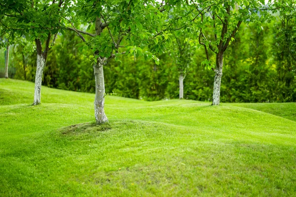 Jardín de árboles frutales con colinas cubiertas por césped de hierba verde — Foto de Stock