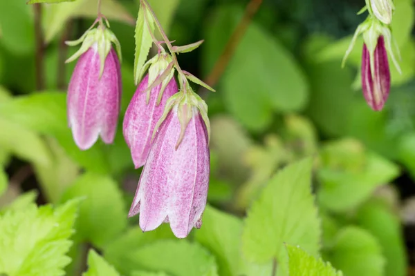 Kwiaty bzu Campanula punctata (belllower) kwiatów, zbliżenie — Zdjęcie stockowe