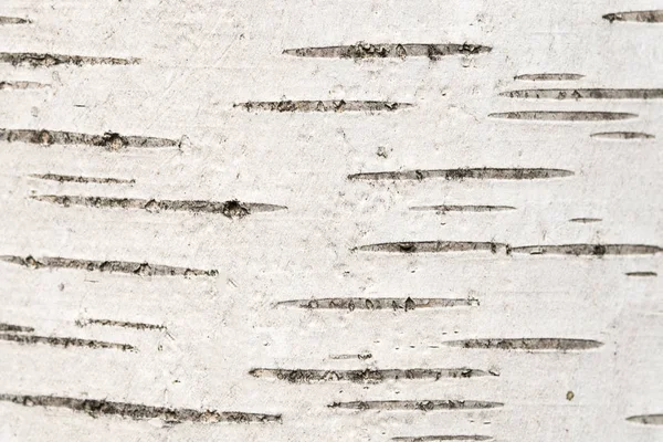 白桦树皮自然纹理特写 — 图库照片