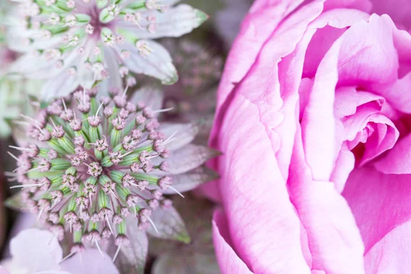 Een boeket van de samenstelling van allium UI bloemen en roze pioen. — Stockfoto
