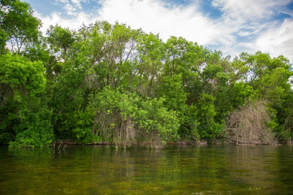 Crooked árvores dobradas e arbustos em uma margem do rio com céu azul no fundo — Fotografia de Stock