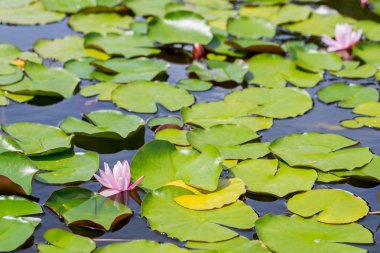 Nilüfer veya lotus güzel ışık gül
