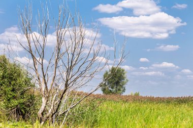 Ağaç arka planda mavi bulutlu gökyüzü ile foredt söndürülmesi güç ateş sonra ölü yapraksız çıplak dallarında silüeti