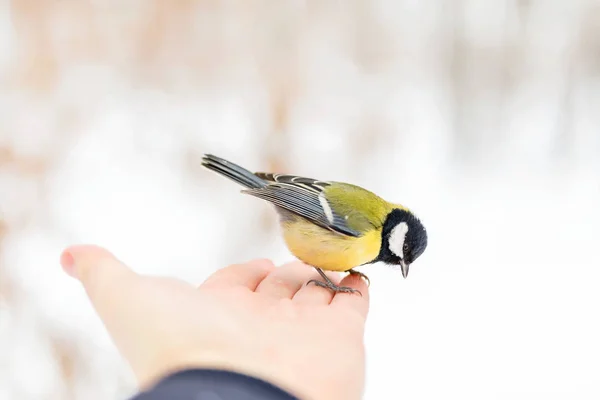 Πουλί αιγίθαλος τρώνε ψίχουλα στο δάσος του χειμώνα — Φωτογραφία Αρχείου
