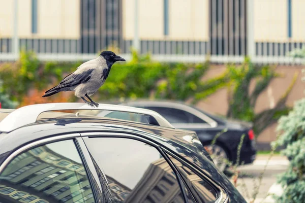 Crow sitting on car rooftop. Birds droppings on car. Outdoor parking. Paint and lacquer damage. Carwash concept