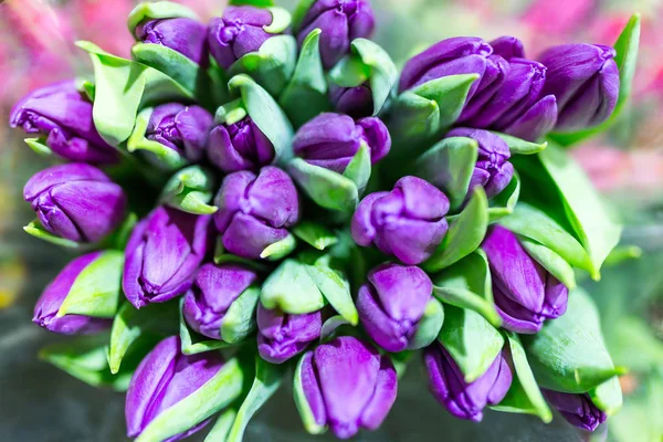 Bunch of many beautiful fresh violet tulips. Wholesale and retail flower store. Flower shop or market. Florist service concept.  Floristy for wedding. Top view — Stock Photo, Image