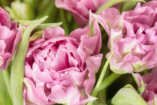 Close up of fresh rose peony tulpis. Spring Easter background. Womans greeting card concept — Stock Photo, Image