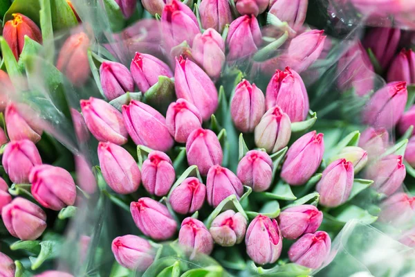Букет з багатьох красивих свіжих рожевих тюльпанів. Оптом і в роздріб — стокове фото