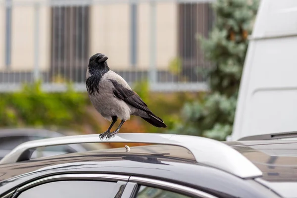 Crow sitting on car rooftop. Birds droppings on car. Outdoor parking. Paint and lacquer damage. Carwash concept