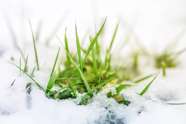 通过积雪覆盖的绿色草芽的特写。春天的开始。冬季结束。自然觉醒概念 — 图库照片