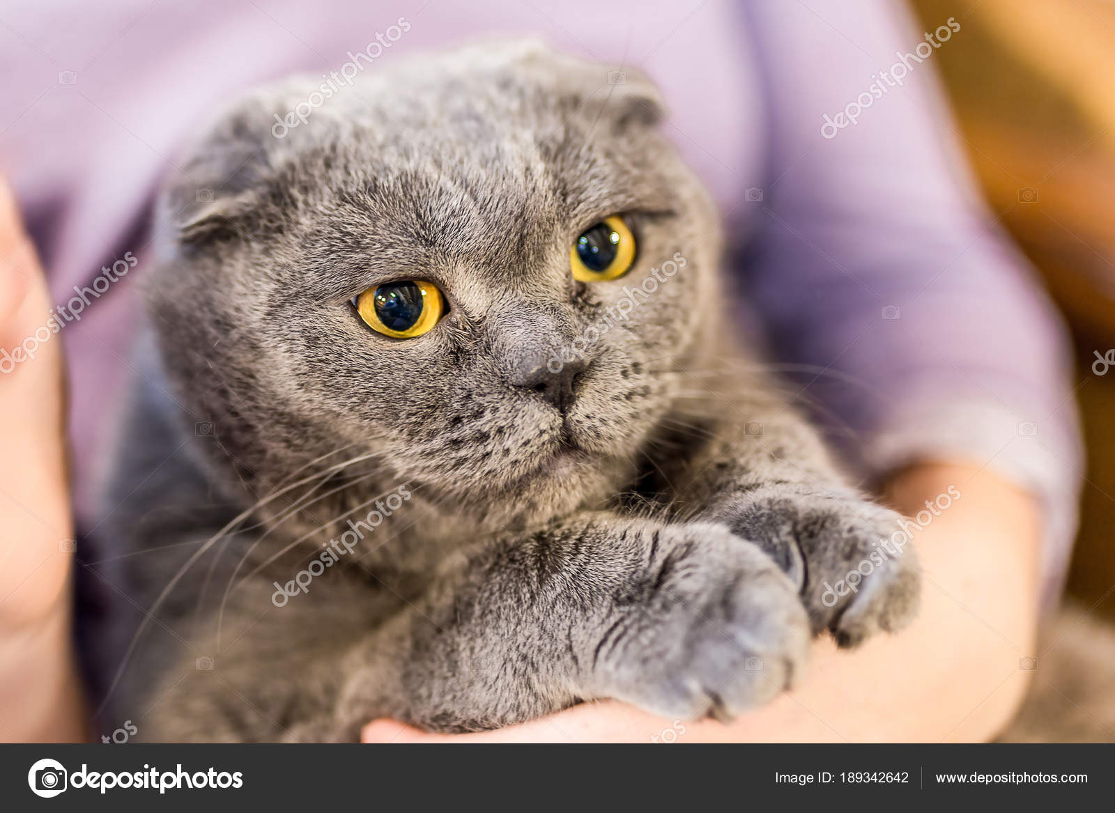 Big fat gray cat 2025