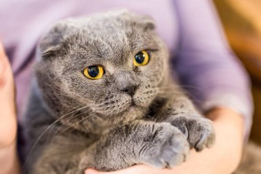 Gri pofuduk kedi sahibi el portresi kapatın. İri sarı gözlü şişman memnun kedi. Ev evde beslenen hayvan kaygı ve dostluk