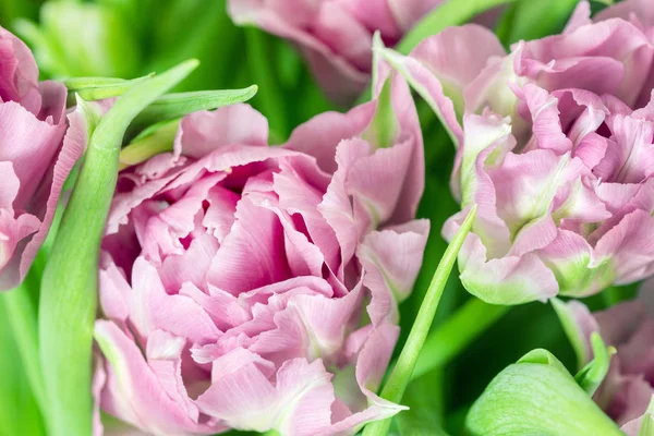 Близько до свіжих трояндових піоновидних тюльпанів. Весняний Великодній фон. Вільямс — стокове фото