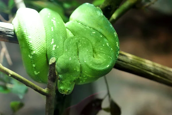 Πράσινο δέντρο python φίδι σε ένα κλαδί. Morelia viridis — Φωτογραφία Αρχείου