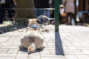 Giriş önce döşeme pug. Köpekler giriş izin yok. Sadık pet itaat yasağı