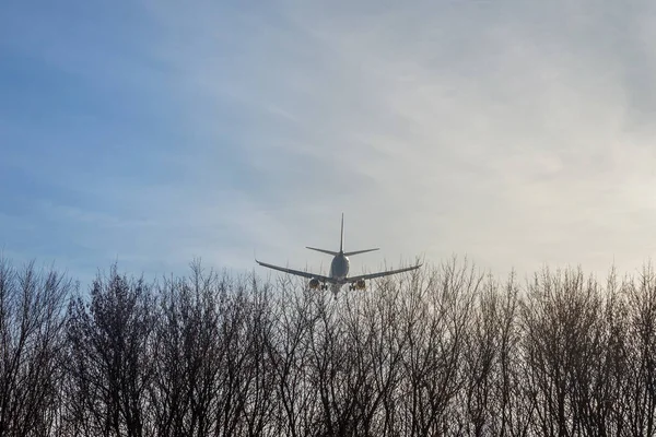 Stora passagerar flygplan flyger lågt över skogsträd mot klarblå himmel under solnedgången. Landning eller start. Svans underifrån. Copyspace för text. Sommar resa koncept — Stockfoto
