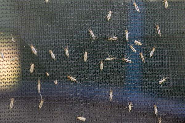 Lot of midges or mosquiotos sitting on balck protective insect screen. Chironomus plumosus