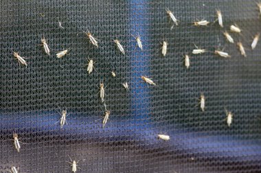 Lot of midges or mosquiotos sitting on balck protective insect screen. Chironomus plumosus clipart
