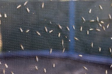 Lot of midges or mosquiotos sitting on balck protective insect screen. Chironomus plumosus clipart