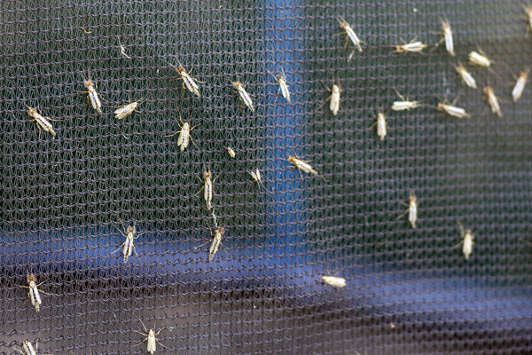 Lot of midges or mosquiotos sitting on balck protective insect screen. Chironomus plumosus
