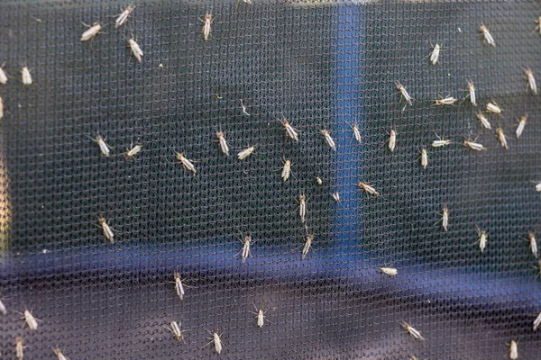 Veel muggen of mosquiotos zittend op balck beschermende insect scherm. Chironomus plumosus — Stockfoto