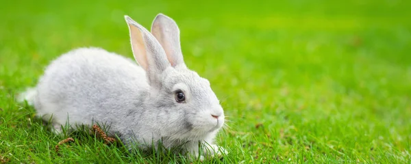Милий чарівний білий пухнастий кролик, що сидить на зеленому газоні на — стокове фото
