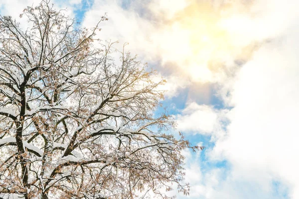 Большие широкие ветви короны дерева, покрытые снегом с голубым небом и ярким сияющим солнцем на заднем плане. Зимняя природа. Хороший прогноз погоды — стоковое фото