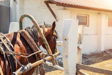 Güzel kestane rengi at, arka plandaki beyaz tuğladan ahır binasına karşı eski ahşap arabasıyla koşumlu. Doğal geleneksel kırsal manzara. Kır evi, açık hava manzarası.