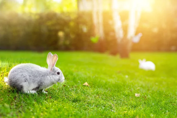 Пара милих чарівних пухнастих кроликів, що пасуться на зеленому газоні на задньому дворі. Невеликий солодкий кролик, що гуляє на лузі в зеленому саду в яскравий сонячний день. Великодня природа і тварини боке фон — стокове фото