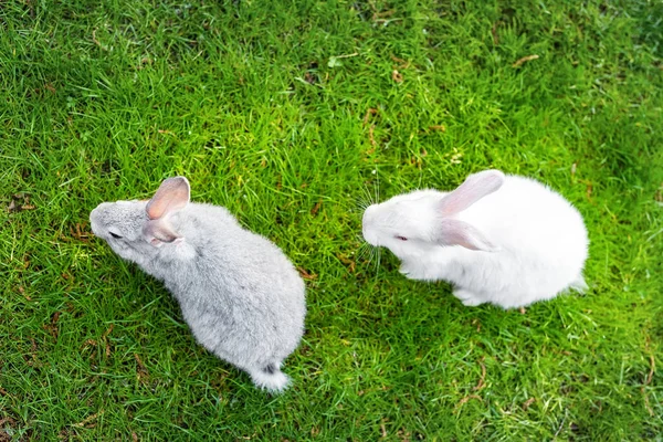 Top down view paar schattige pluizig konijn grazen op groen gras gazon in de achtertuin. Kleine zoete konijntje wandelen door weide in groene tuin op heldere zonnige dag. Pasen natuur en dierlijke achtergrond — Stockfoto