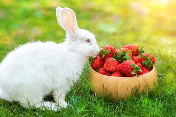 Милий Красивий Сірий Білий Кролик Сидить Зеленому Газоні Пахне Їсть — стокове фото