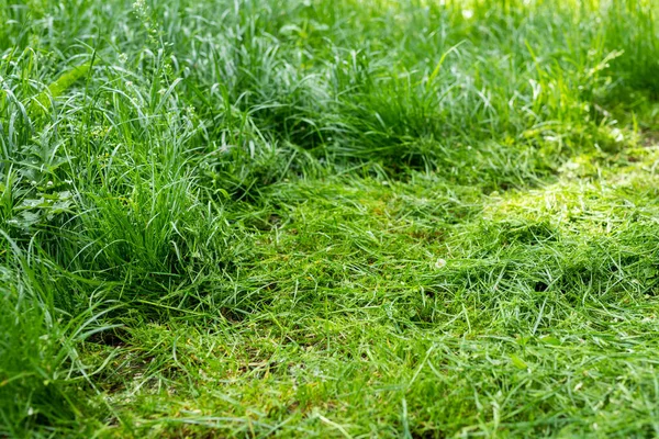 Pile of green freshly mowed tall grass at backyard or city park. Lawn trimming service and garden maintenance concept. Tick or mite spreading danger prevention.