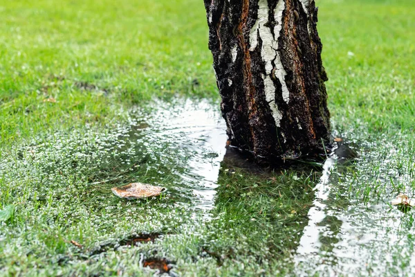 Krzewy Ogrodowe Trawnik Drzew Trawy Zielonej Pokryte Wodą Powodu Topnienia — Zdjęcie stockowe