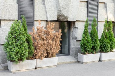 Açık yeşil büyüyen ve kahverengi kuru eşkıyalar kaldırımdaki büyük beton kaplarda şehir sokaklarındaki gri bina duvarına sürtünüyorlar. Bitki hastalığı, bakım ve iyileştirme. Zararlı hayvan haşere tehlikesi.