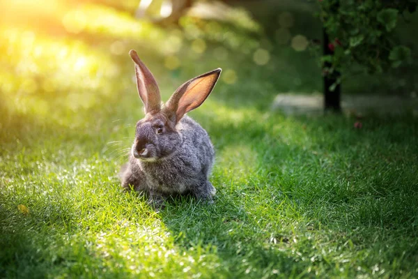 Милий Чарівний Сірий Пухнастий Кролик Сидить Зеленій Газонній Галявині Задньому — стокове фото