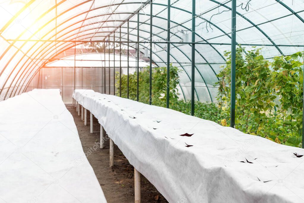 Modern big plastic greenhouse interior with empty flowerbed covered by white mulching cloth fabric with cell holes for plants transplantation. Agricultural business concept.