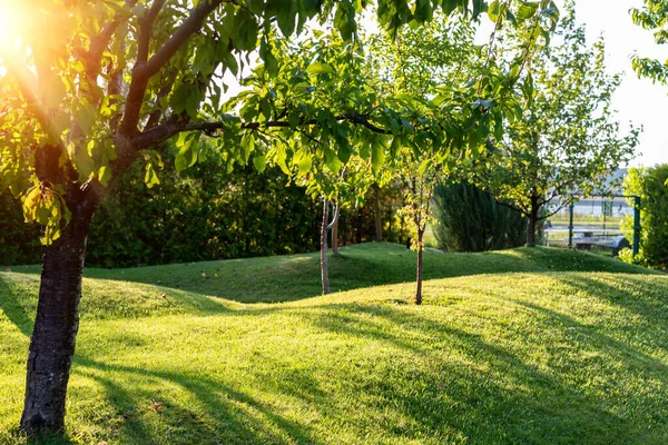 Beautiful green english fruit tree garden with mown grass lawn hills, knolls and hilloks at warm evening sunset day time. Landscape design , maintenance, service and gardening.