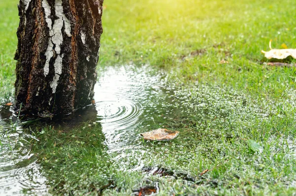 Krzewy Ogrodowe Trawnik Drzew Trawy Zielonej Pokryte Wodą Powodu Topnienia — Zdjęcie stockowe