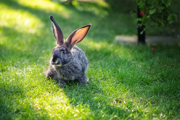 Милий чарівний сірий пухнастий кролик, що сидить на зеленій газонній галявині на задньому дворі. Невеликий солодкий кролик сидить на лузі в зеленому саду в яскравий сонячний ранок. Великодня природа і тварини боке фон — стокове фото