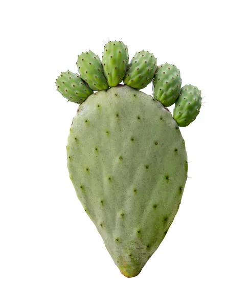 Pickly pear green opuntia cactus paw with fingers isolted on white background. Barbed painful feet disease concept — Stock Photo, Image