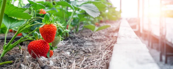 Nahaufnahme grüner Strauch natürlicher reifer roter Bio-Erdbeeren, die in Tunnelgewächshäusern im Innenraum bei warmem Sonnenschein wachsen. Leckere Saft gesunde Beeren Plantage. Geschäft mit landwirtschaftlichen Pflanzenfutter — Stockfoto