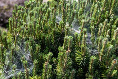 Kozalaklı ladin ya da çam ağacı dalı, güneşli bir günde ormanda ya da parkta örümceklerle kaplıdır. Örümcek ağlı ağaç. Bitki hastalığı.