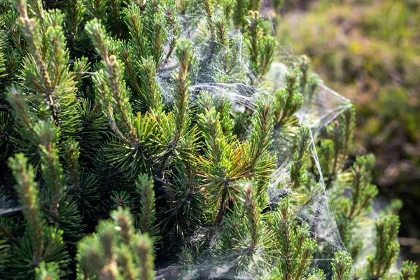 Coniferous spruce or pine tree branch covered with spider net in forest or park on sunny day. Tree with spiderweb. Plant disease.