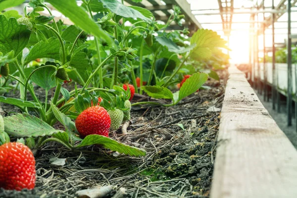 Yakın plan yeşil çalılık organik doğal olgun kırmızı çilek tünel içinde sıcak güneş ışığıyla arka planda yetişiyor. Lezzetli meyve suyu sağlıklı böğürtlen çiftliği. Tarım fabrikası gıda işi .